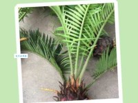 铁树开花的意思有哪些？为你揭秘背后的深层含义！