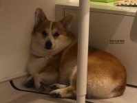 泫然流涕意思解释及典故(到底有多伤心)