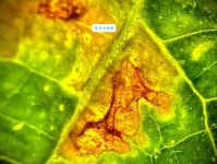 斑驳陆离的意思怎么用？教你准确运用到文章中