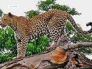 leopard是什么意思_leopard的中文翻译