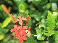 班香宋艳意思解释及典故