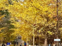 满地翻黄银杏叶忽惊天地告成功什么意思