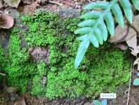 返景入深林，复照青苔上。