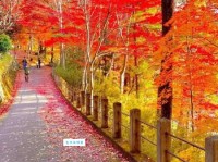 红叶飘零是什么意思从自然现象到人生哲理