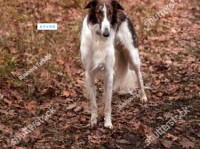 greyhound是什么意思？greyhound怎么读？greyhound例句及用法