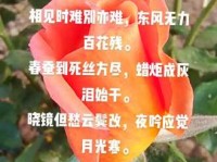 花落花开自有时，总赖东君主。