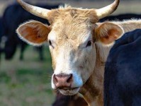 黑牛白角意思解释及典故(它到底是怎么来的)