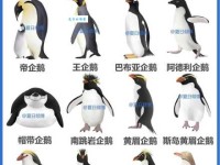 企鹅是什么鸟？带你了解这种不会飞的海洋精灵