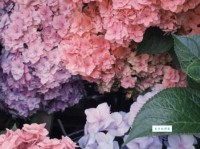 花团锦簇的意思是什么生活中哪些场景可以用