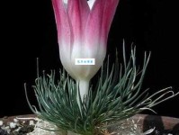 满脸生花什么意思？一文详解这个有趣说法！