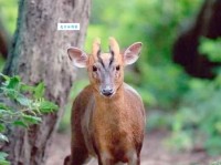 “麂”字怎么读？“麂”的拼音和组词你都知道吗？