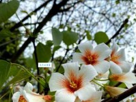 桐子是什么意思？原来指的竟是这种植物！