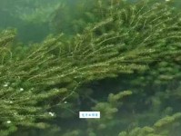 鲍天琦：名字背后的文化与五行吉凶