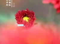 待到重阳日，还来就菊花。