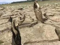 旱灾的意思是什么？简单解释旱灾的危害