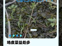 壳菜是什么意思？看这里秒懂它的身份！