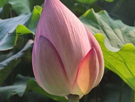 芙蓉出水是什么意思( 是荷花还是美女)
