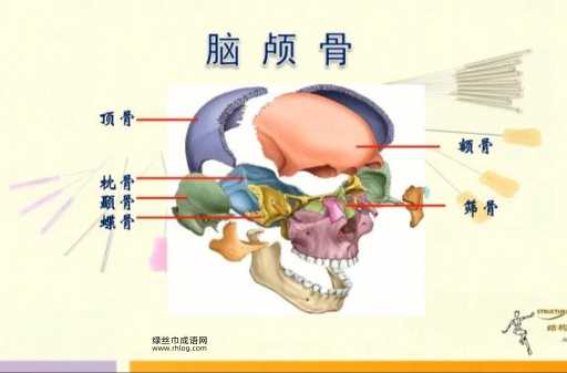 颅的部首(它跟脑袋瓜子有什么关系)