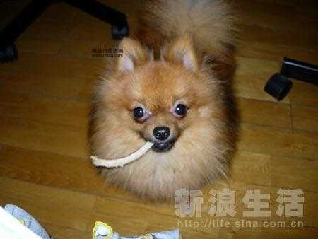 狗口里吐不出象牙的解释(到底谁的牙齿更珍贵)