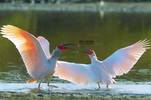 梅妻鹤子打一动物(谁才是真正的爱情鸟)