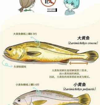 四个鱼鱻怎么读(  你知道吗)