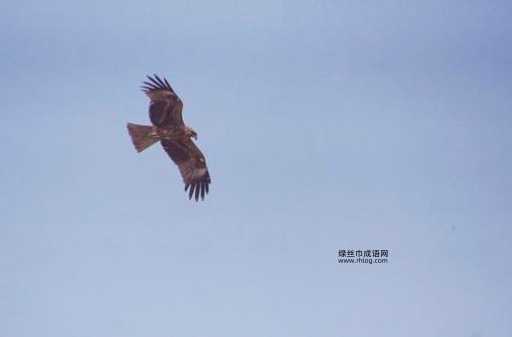 鹰头雀脑的意思详解:形容相貌丑陋与狡猾神态