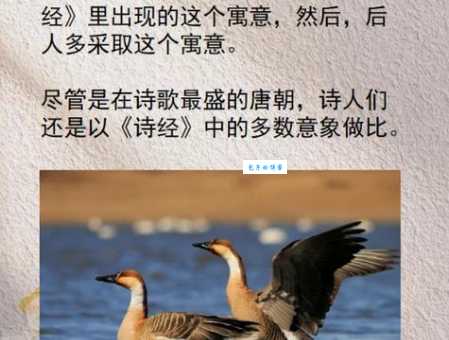 断雁孤鸿的意思是啥?古诗文里的常客!