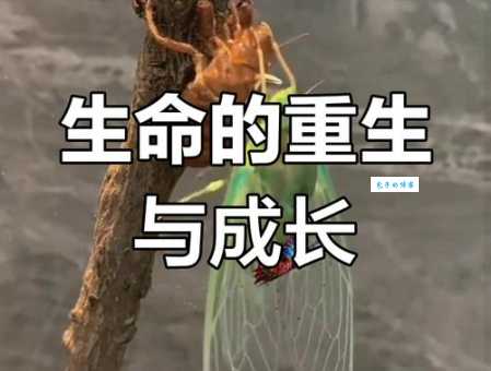 金蝉脱壳是什么意思?老祖宗的智慧不得不服!