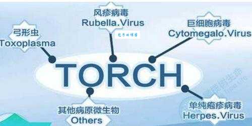 torch的含义是什么?全面解读torch在医学领域的应用