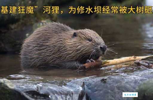 佛狸指的是什么？探寻佛狸背后的故事和传说