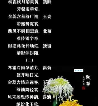 百首秋菊诗句:从古至今的菊花诗歌鉴赏