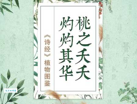 一分钟读懂诗经名句“桃之夭夭,灼灼其华”