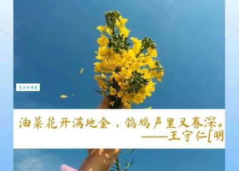 唯美油菜花短句摘抄:表达春意,记录美好瞬间