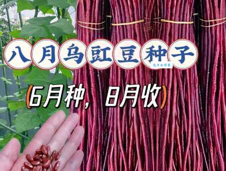 豇怎么读?豇字的拼音、组词以及详细解释