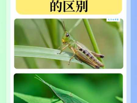 “蚱”字到底怎么读?拼音、读音、组词,一次性搞定