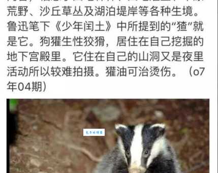 鲁迅笔下的猹怎么读?读音、拼音、组词一次搞定