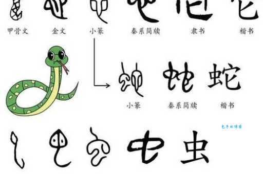 蛇怎么读?蛇字拼音怎么写?带你快速掌握蛇字读音和组词!