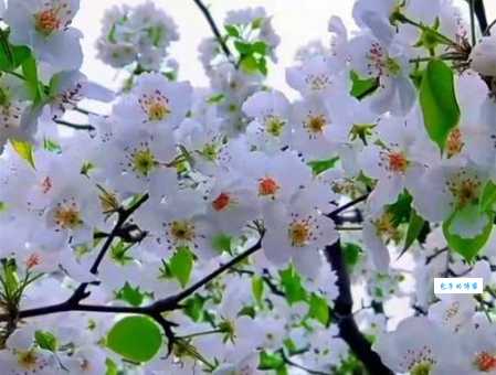 你知道杏雨梨云是什么意思吗?带你了解春天景色