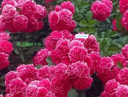 想知道簇锦团花是什么意思吗?这里有最详细的解释和例句