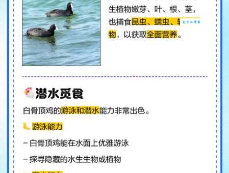 想知道鹤骨鸡肤是什么意思吗？这里有详细解读