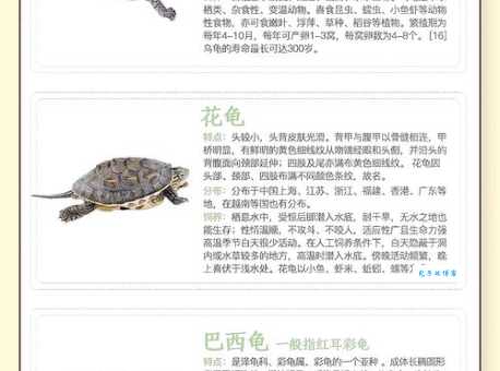 龟组词 解答龟组词有哪些与海龟的龟组词怎么组！