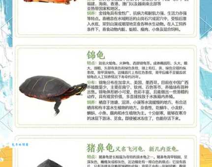 龟组词 解答龟组词有哪些与海龟的龟组词怎么组！