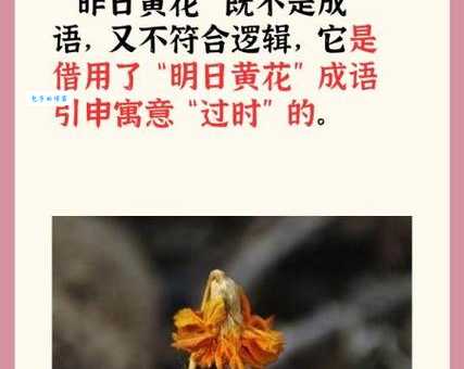 「成语故事」明日黄花