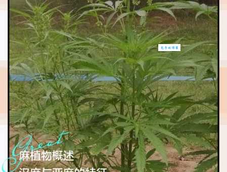 麻是什么意思
