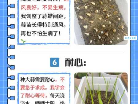 汉字“蒜”的读音、意思、用法、释义、造句