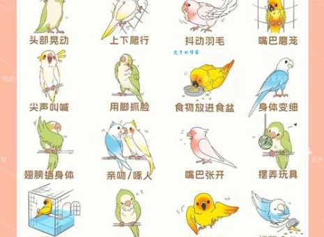 鹦组词_鹦字组词