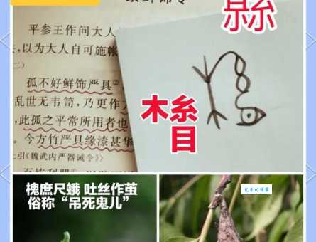 县是什么意思