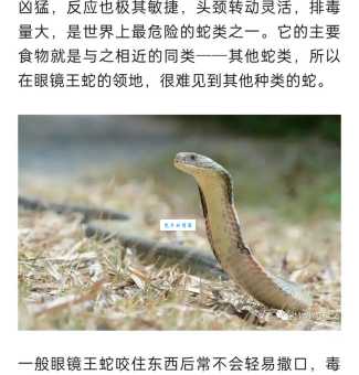 蛇是什么意思