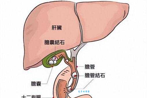 胆是什么意思