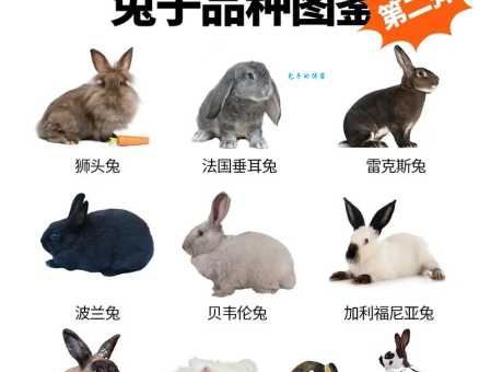 兔是什么意思